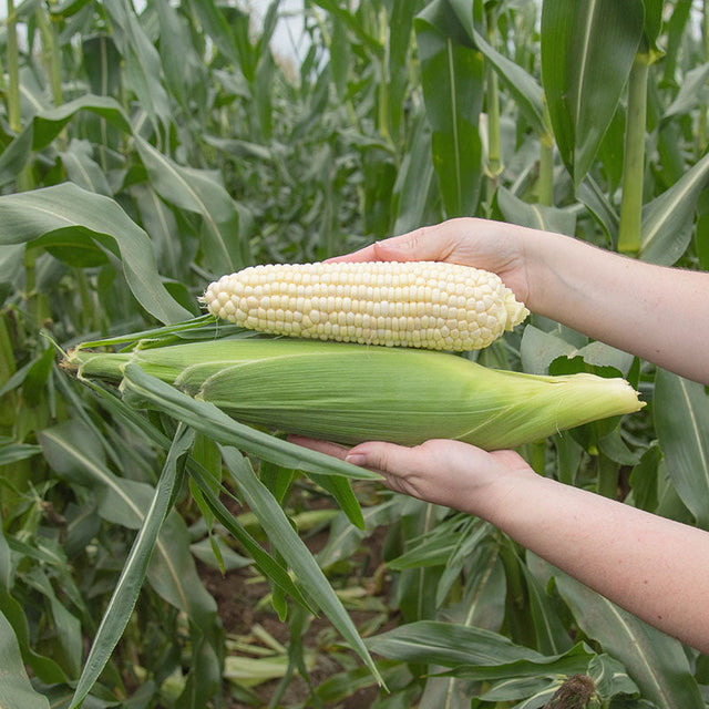 Sweet Corn Seabright F1 Seed