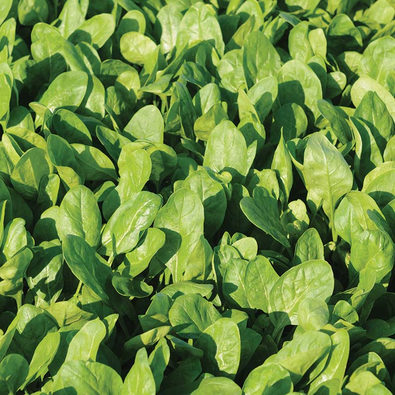 Spinach Space F1 Organic Seed