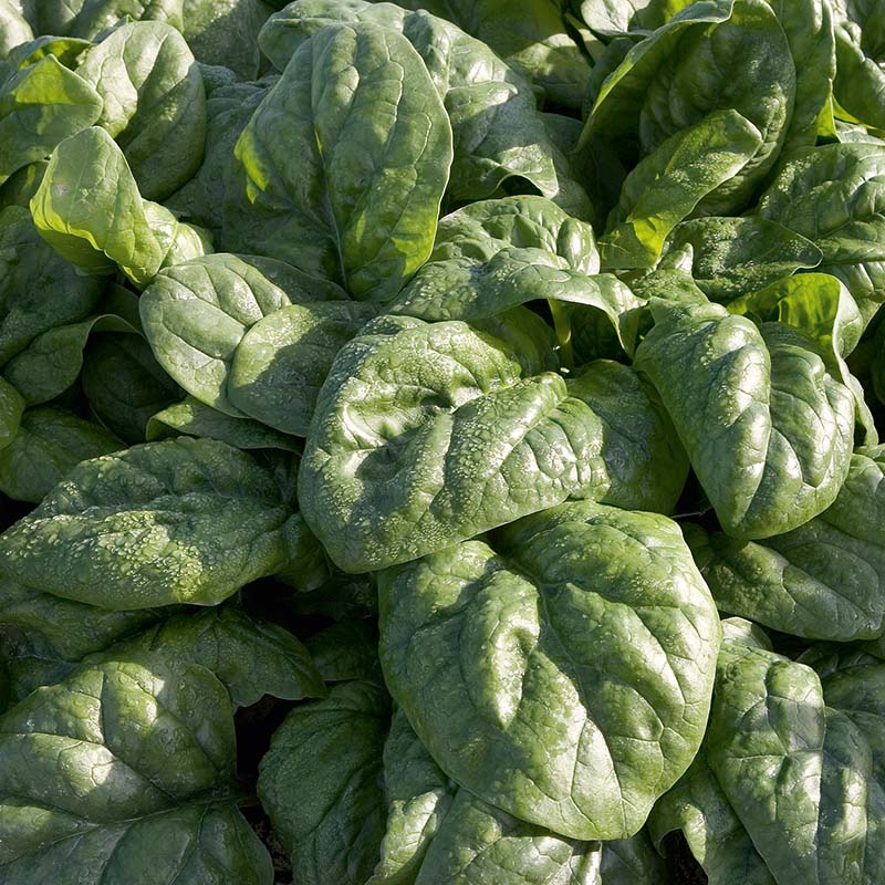 Spinach Space F1 Organic Seed