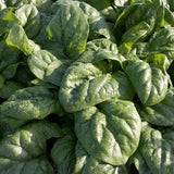 Spinach Space F1 Organic Seed