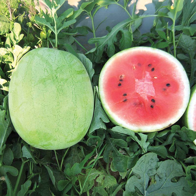 Watermelon Minipool F1 Seed