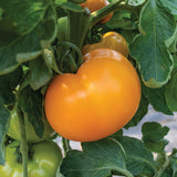 Tomato Bendida F1 Seed