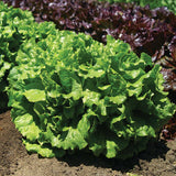 Lettuce Starstruck Seed