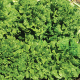 Lettuce Starstruck Seed