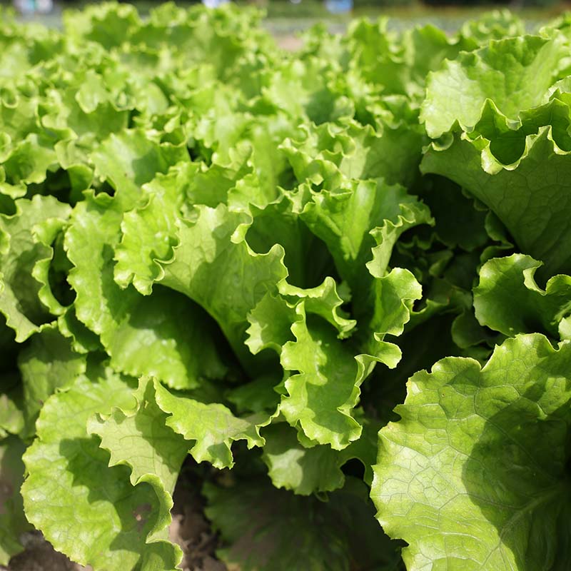 Lettuce Starstruck Seed