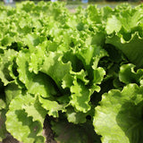 Lettuce Starstruck Seed