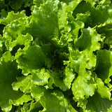 Lettuce Starstruck Seed
