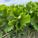 Lettuce Starstruck Seed