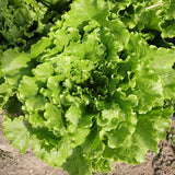 Lettuce Starstruck Seed
