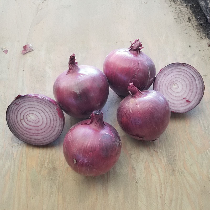 Onion Tannat F1 Seed