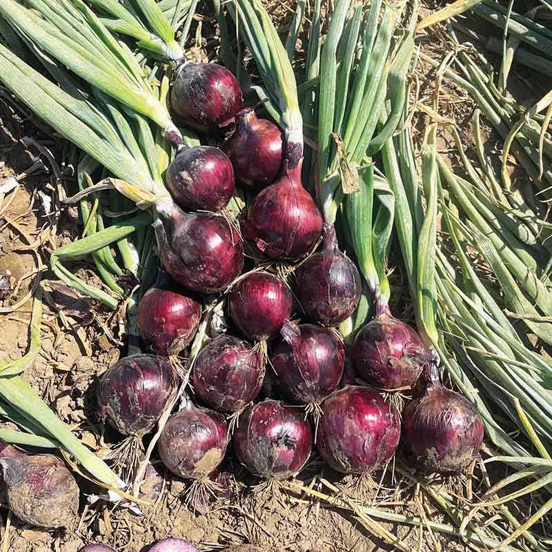 Onion Tannat F1 Seed