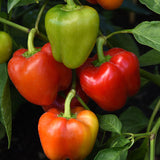 Pepper Prism F1 Seed