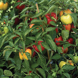 Pepper Prism F1 Seed