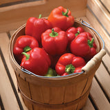 Pepper Prism F1 Seed