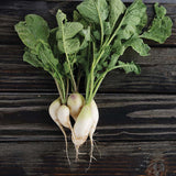 Radish Stalagnit F1 Seed