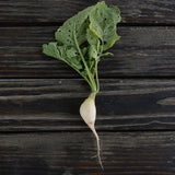 Radish Stalagnit F1 Seed