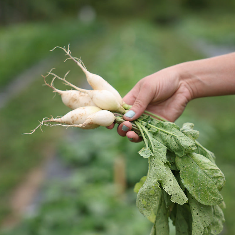 Radish Stalagnit F1 Seed