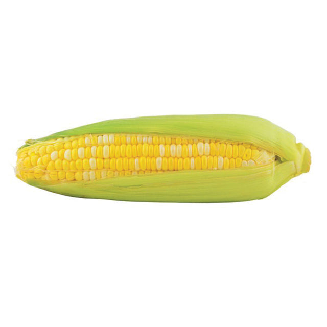 Sweet Corn EX08767143 F1 Seed
