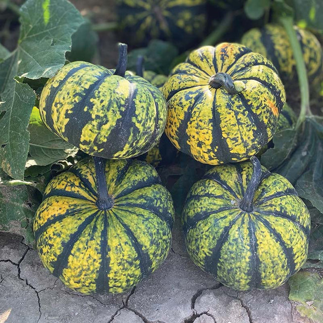 Pumpkin Phantomita F1 Seed