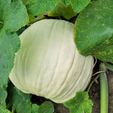 Pumpkin Abominable F1 Seed