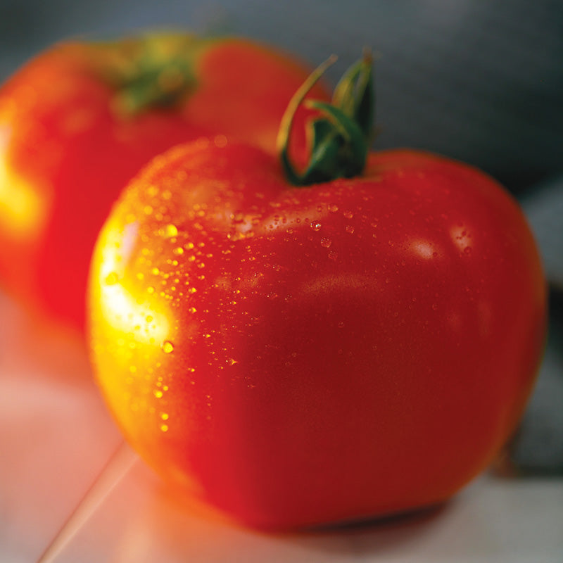 Tomato STM 2255 F1 Seed