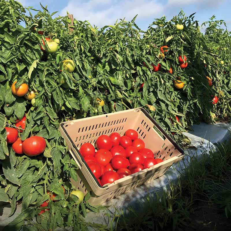 Tomato STM 2255 F1 Seed