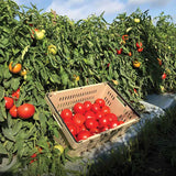 Tomato STM 2255 F1 Seed
