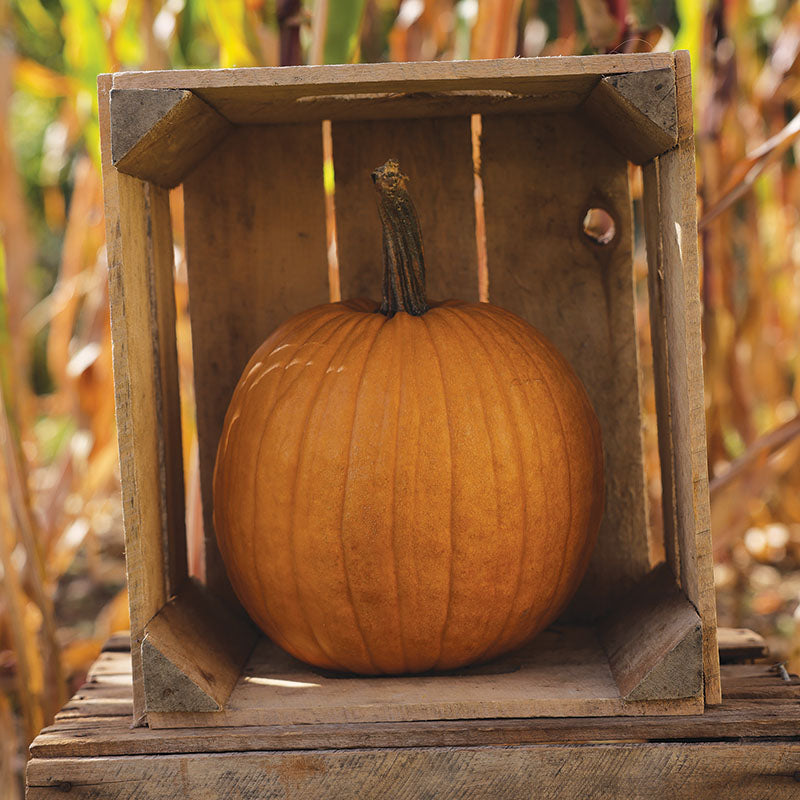 Pumpkin Spicy Mocha F1 Seed