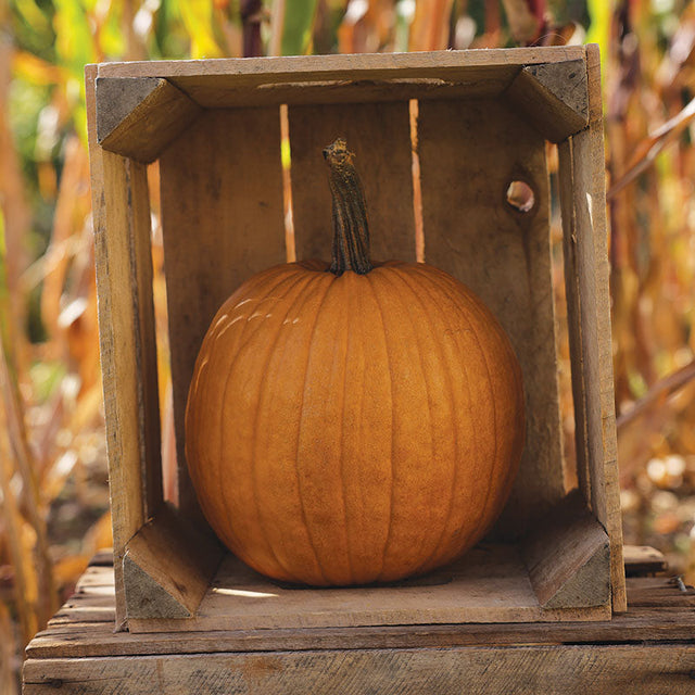 Pumpkin Spicy Mocha F1 Seed