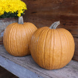 Pumpkin Spicy Mocha F1 Seed