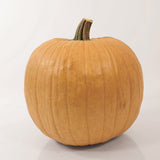 Pumpkin Spicy Mocha F1 Seed
