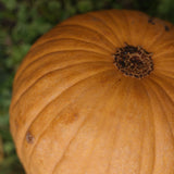 Pumpkin Spicy Mocha F1 Seed