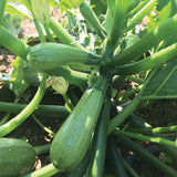 Squash Mexicana F1 Organic Seed
