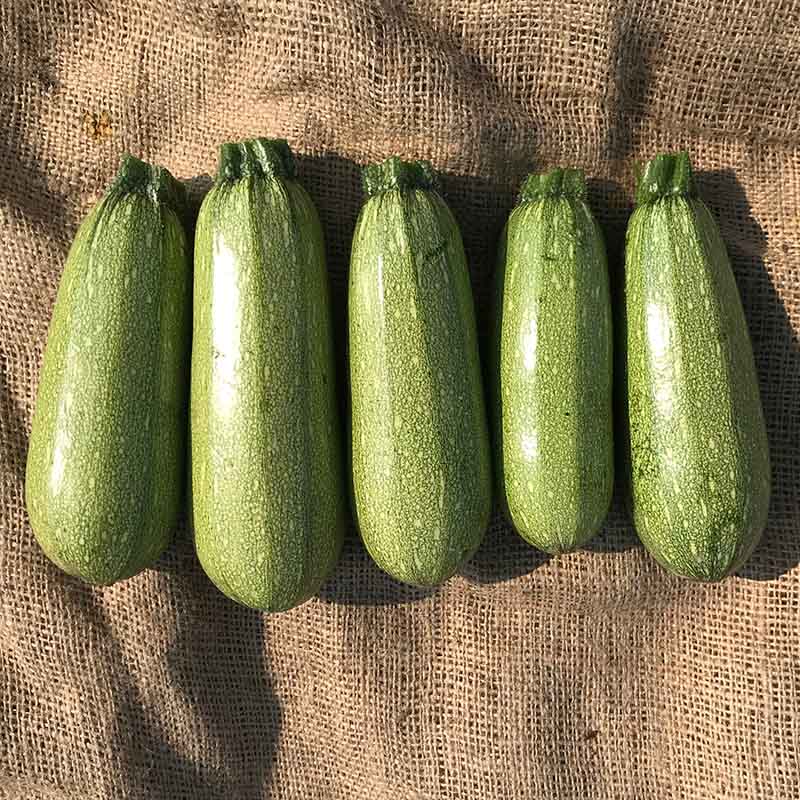 Squash Mexicana F1 Organic Seed