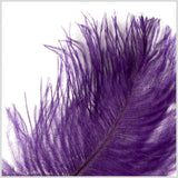 Purple Ostrich Feather - 10"-12"