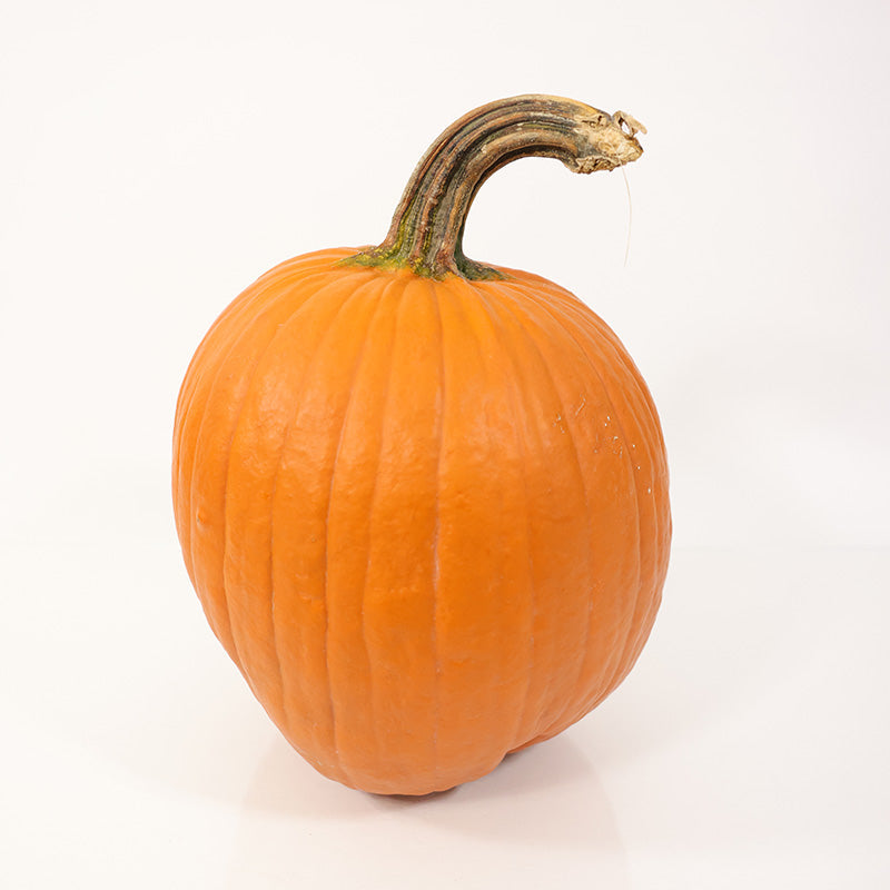 Pumpkin Carbonado Gold F1 Seed