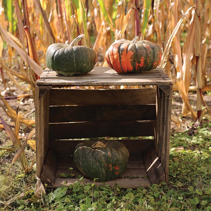 Pumpkin Troll F1 Seed