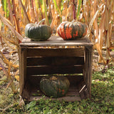 Pumpkin Troll F1 Seed