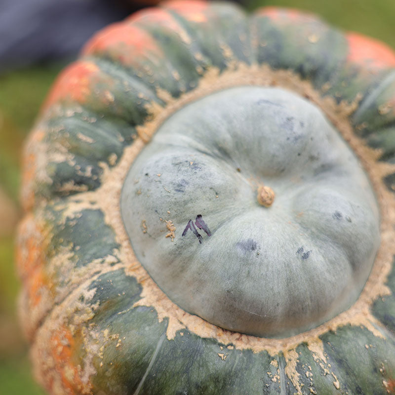 Pumpkin Troll F1 Seed