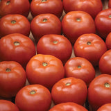 Tomato Loki F1 Seed