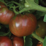 Tomato DarkStar F1 Seed