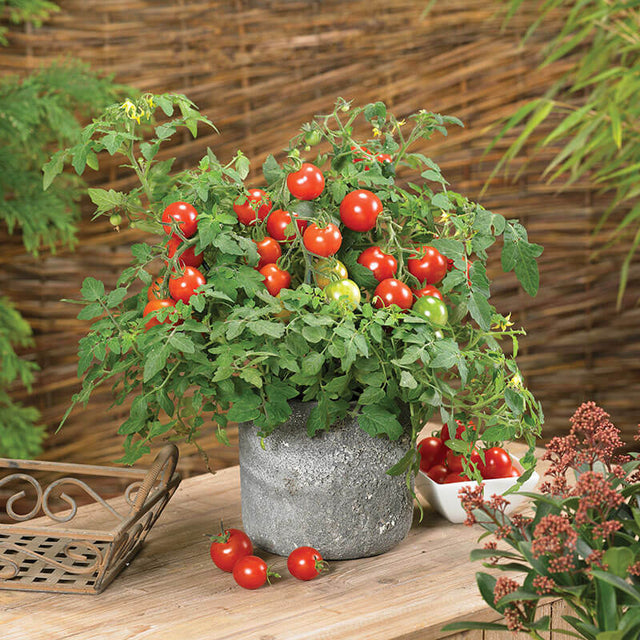 Tomato Donna Red F1 Seed