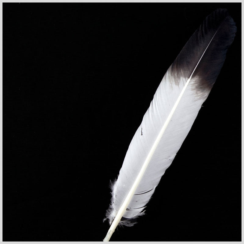 White/Black Turkey Feather
