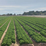 Lettuce Hulk Seed