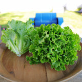 Lettuce Hulk Seed