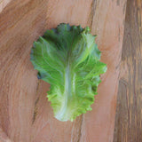 Lettuce Manzanita Seed