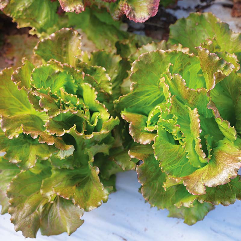 Lettuce Manzanita Seed