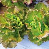 Lettuce Manzanita Seed