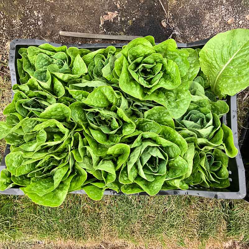 Lettuce Sonora Seed
