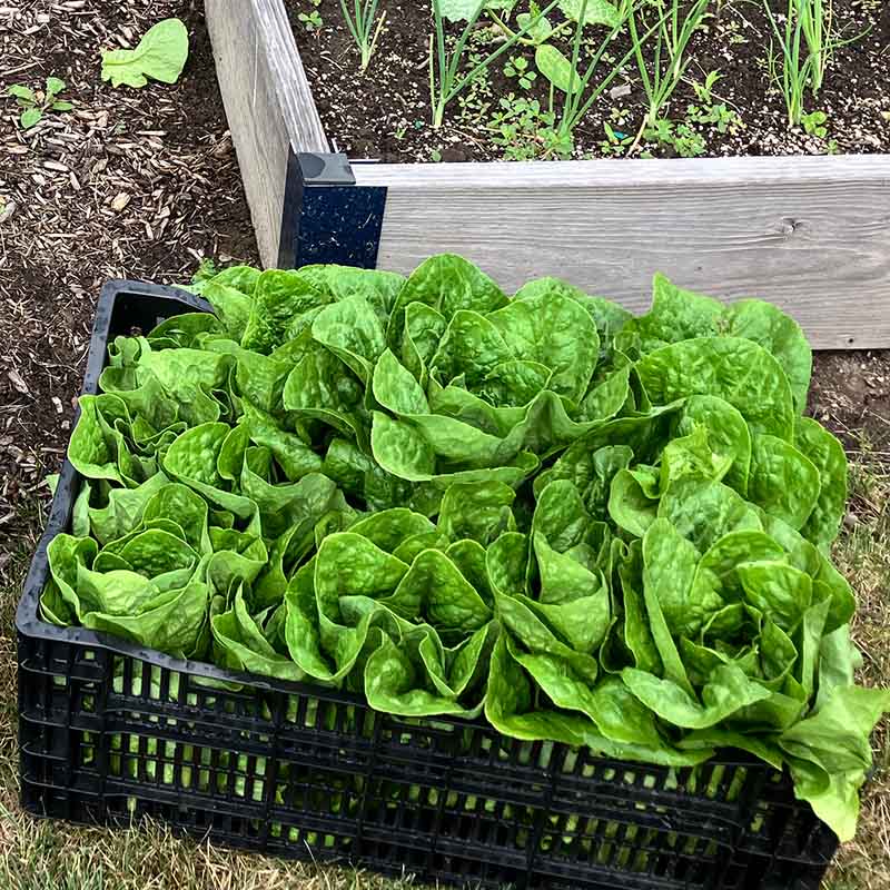 Lettuce Sonora Seed
